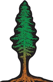 drawing of soaring redwood tree plus its roots penetrating deep into Earth