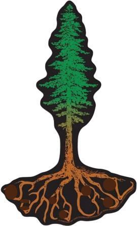 drawing of soaring redwood tree plus its roots penetrating deep into Earth