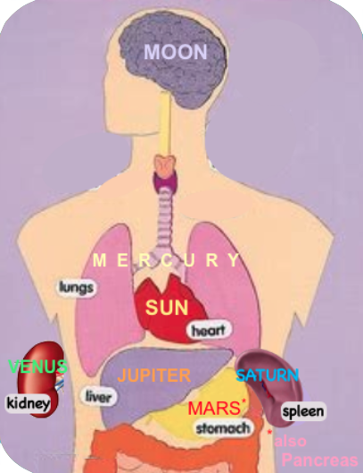 seven cardinal organs labelled with corresponding planetary sphere