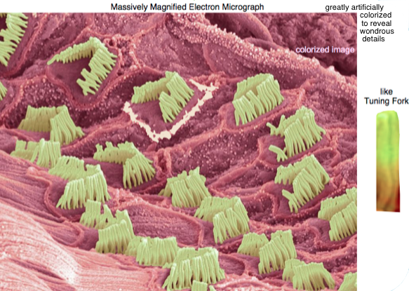 massively magnified image of a few sensory cells in Cochlea, sensory organ of an ear (artificially colorized)